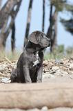 CANE CORSO 479